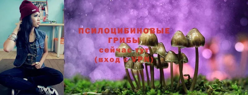 Псилоцибиновые грибы Cubensis  где продают   Семилуки 